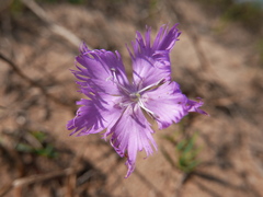Dianthus gallicus