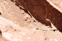 Liolaemus constanzae