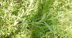 Salix vinogradovii