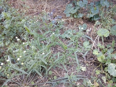 Erigeron canadensis