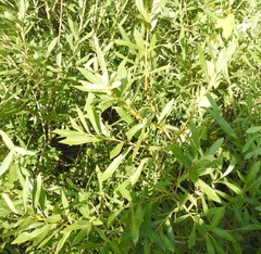 Salix vinogradovii