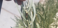 Homalodisca liturata