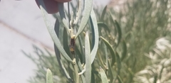 Homalodisca liturata