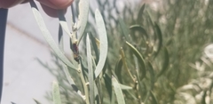 Homalodisca liturata