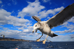 Larus crassirostris