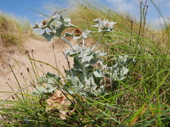 Eryngium maritimum