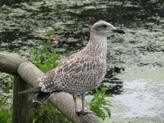 Larus argentatus