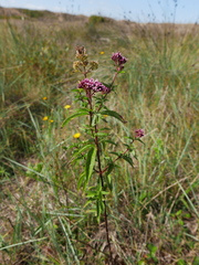 Eupatorium cannabinum