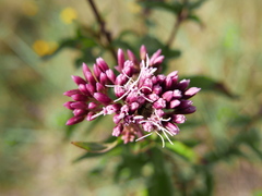 Eupatorium cannabinum