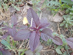 Amaranthus cruentus