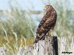 Cinereous Harrier photo 3