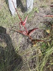 Penstemon cobaea