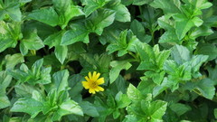 Sphagneticola trilobata