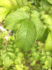 Rosa rugosa