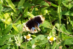 Junonia orithya wallacei
