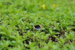 Junonia orithya wallacei