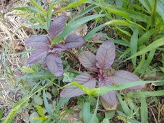Amaranthus cruentus