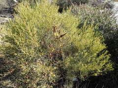 Acacia rigens
