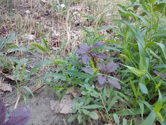 Amaranthus cruentus