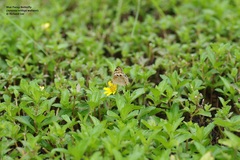 Junonia orithya wallacei