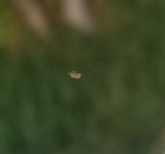 Araneae