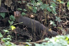 Urva auropunctata