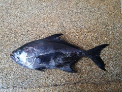 Keeltail Pomfret photo 1