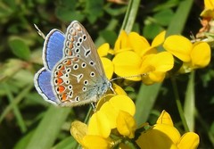 Polyommatus icarus