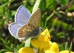 Polyommatus icarus
