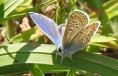 Polyommatus icarus