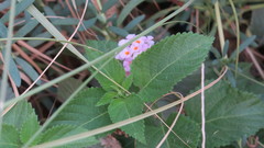 Lantana camara