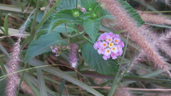 Lantana camara
