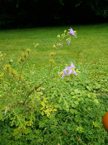 Image of Solanum citrullifolium by no rights reserved