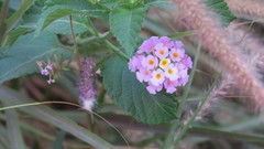 Lantana camara