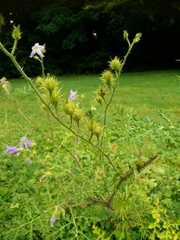 Solanum citrullifolium