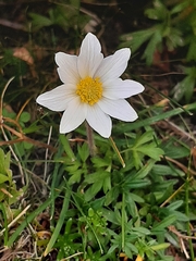 Anemonoides baldensis