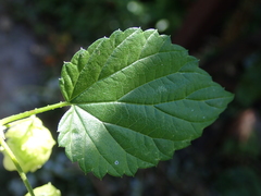 Humulus lupulus