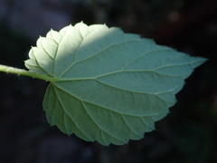 Humulus lupulus