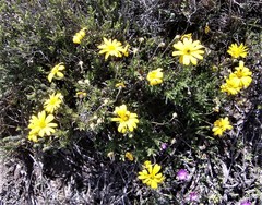 Osteospermum scariosum