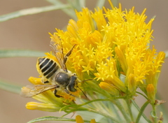 Megachiloides