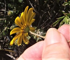 Osteospermum scariosum