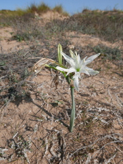 Pancratium maritimum
