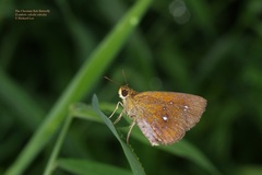 Iambrix salsala salsala