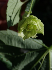 Humulus lupulus