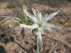 Pancratium maritimum
