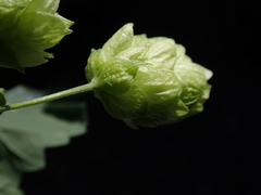 Humulus lupulus