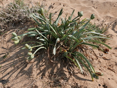 Pancratium maritimum