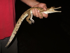 Crocodylus johnstoni