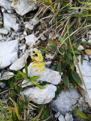 Anthyllis vulneraria alpestris