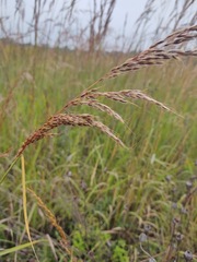 Sorghastrum